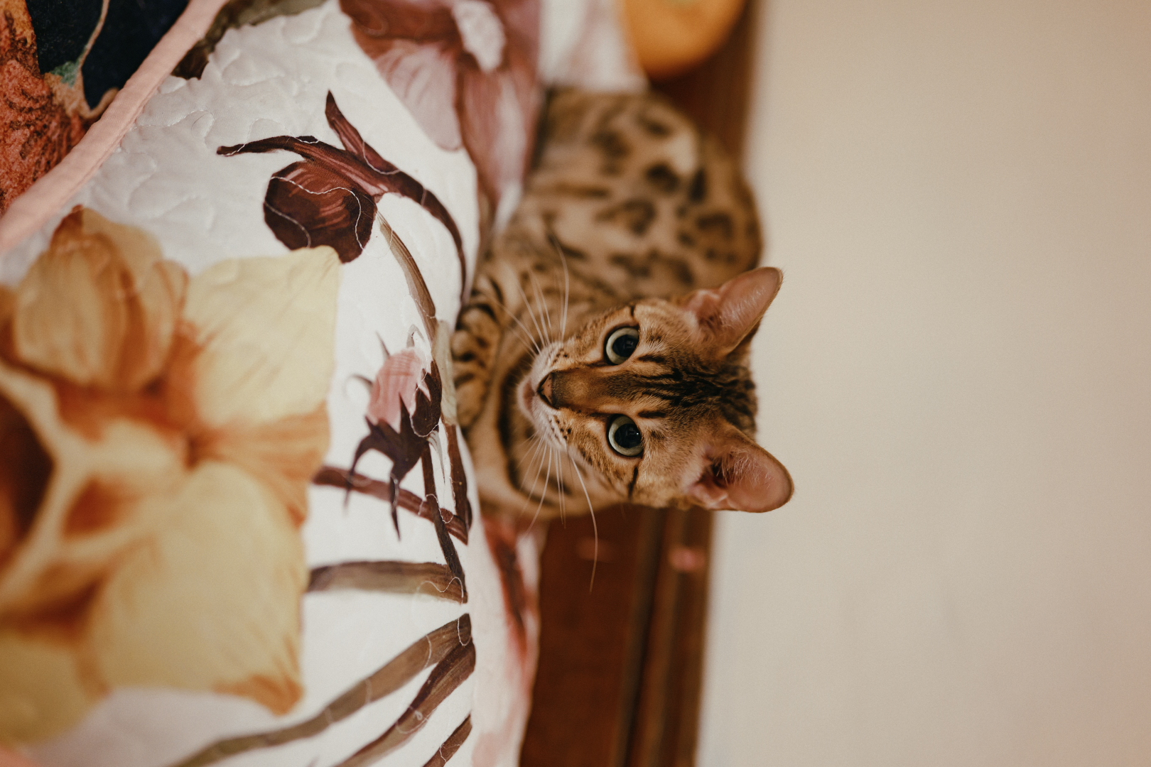 A brown rosetted Bengal resting among floral pillows