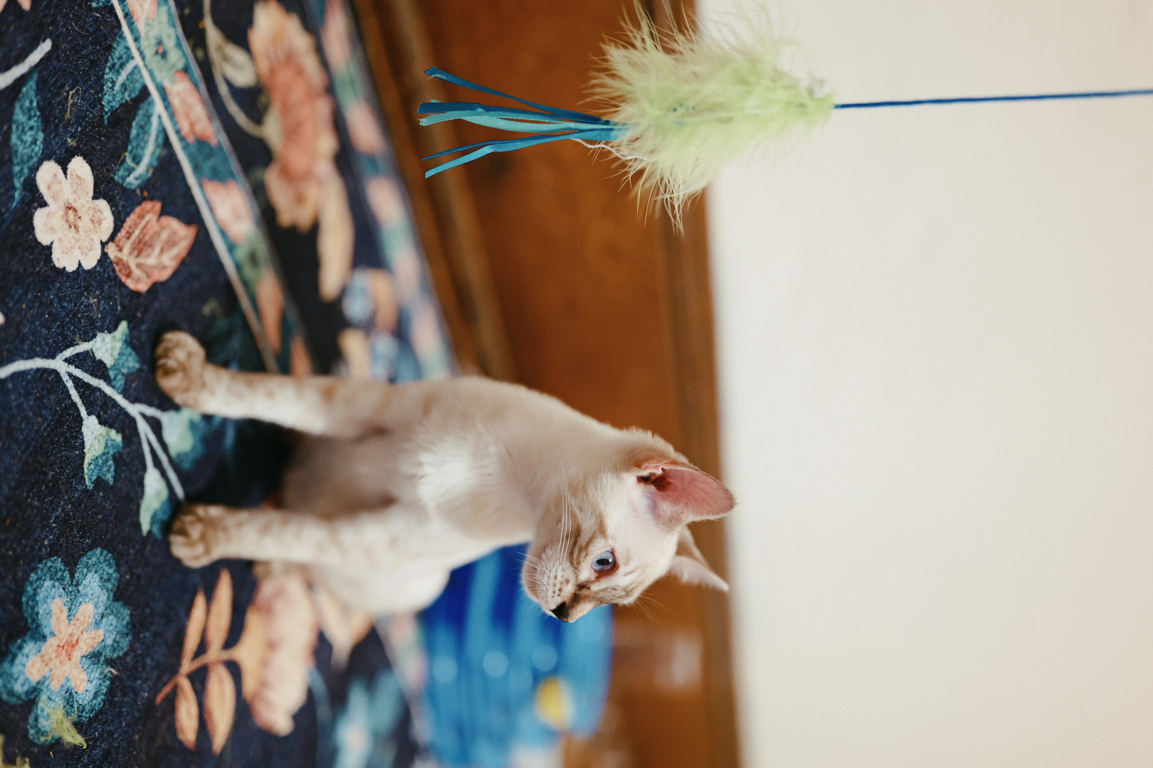 A snow Bengal watching a feather toy during playtime