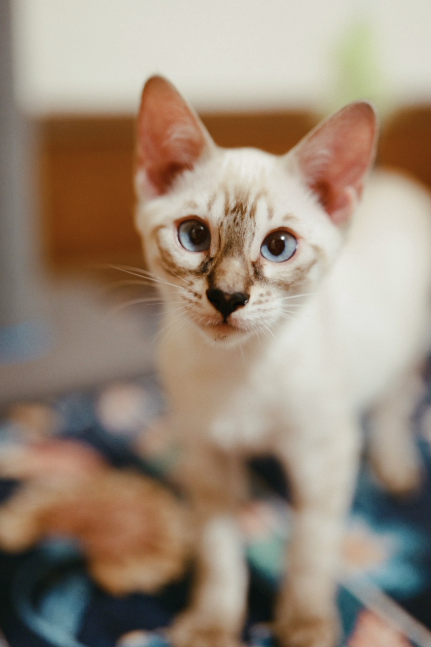 Portrait of a pale snow Bengal with blue eyes
