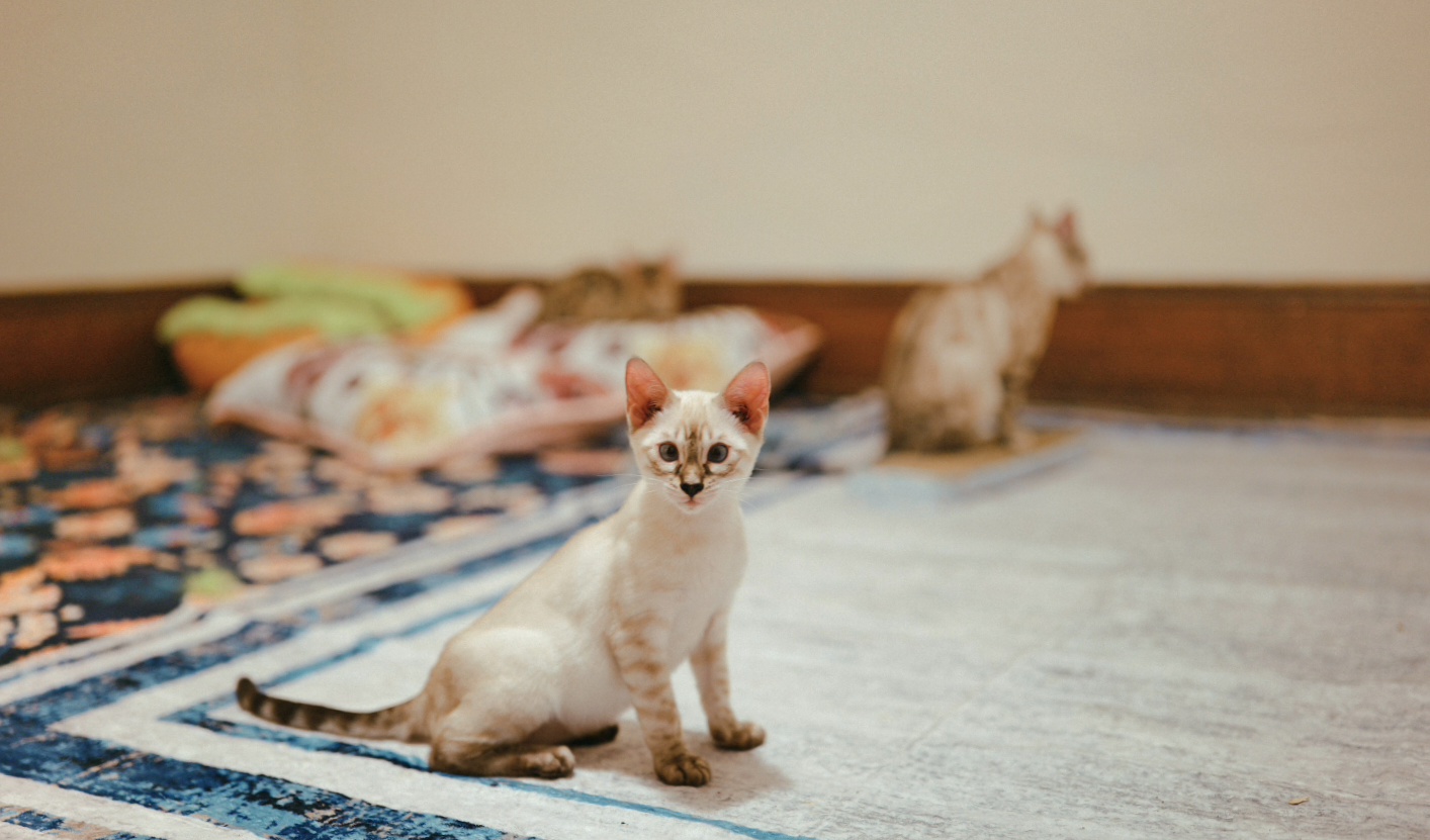 A young snow Bengal sitting in the family room