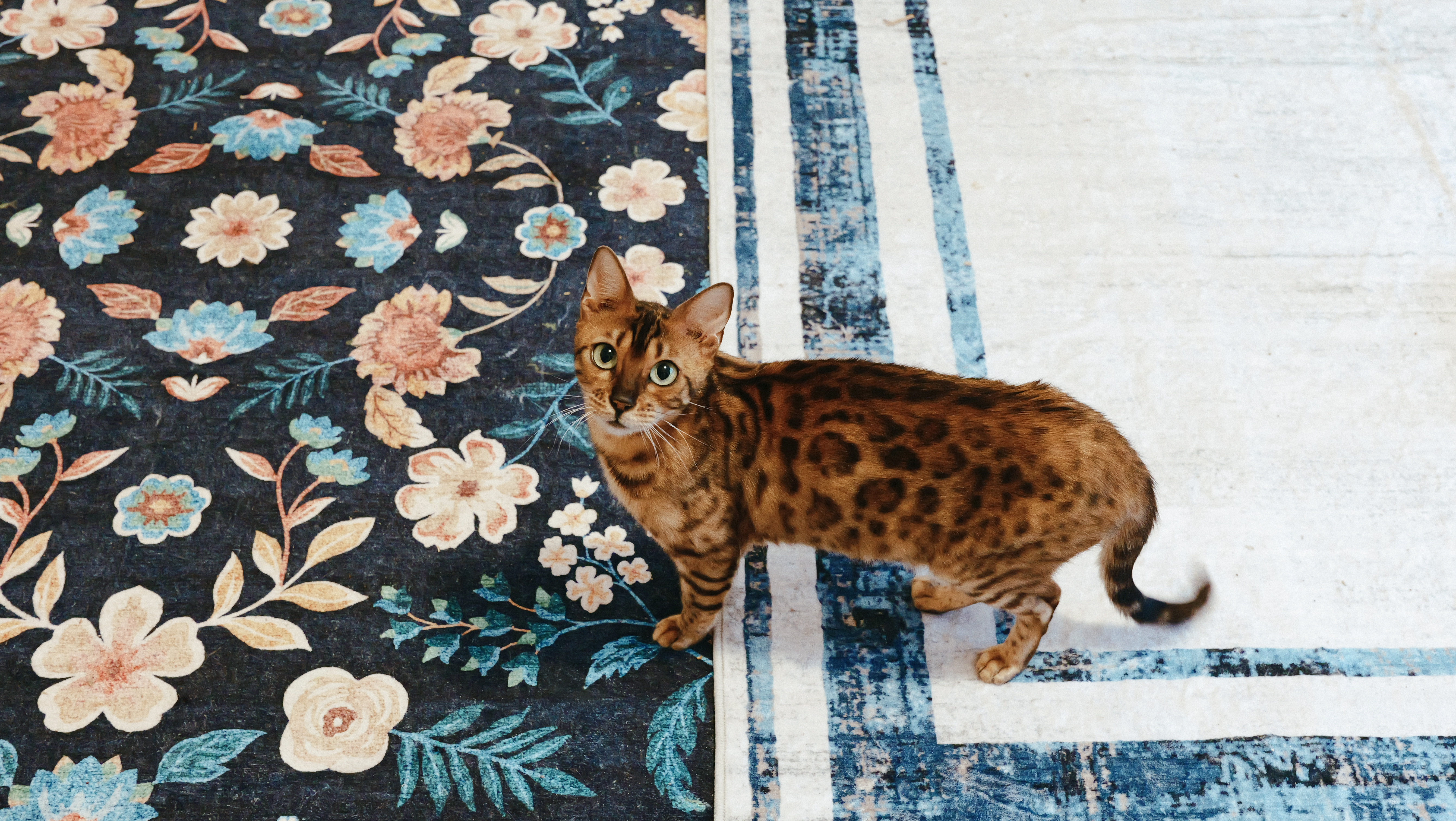 A brown rosetted Bengal looking up while standing across two floral rugs