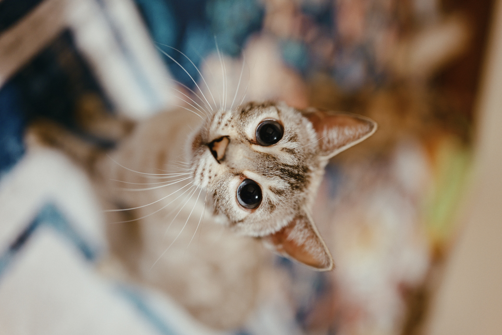 Close portrait of Gin with her bright blue eyes
