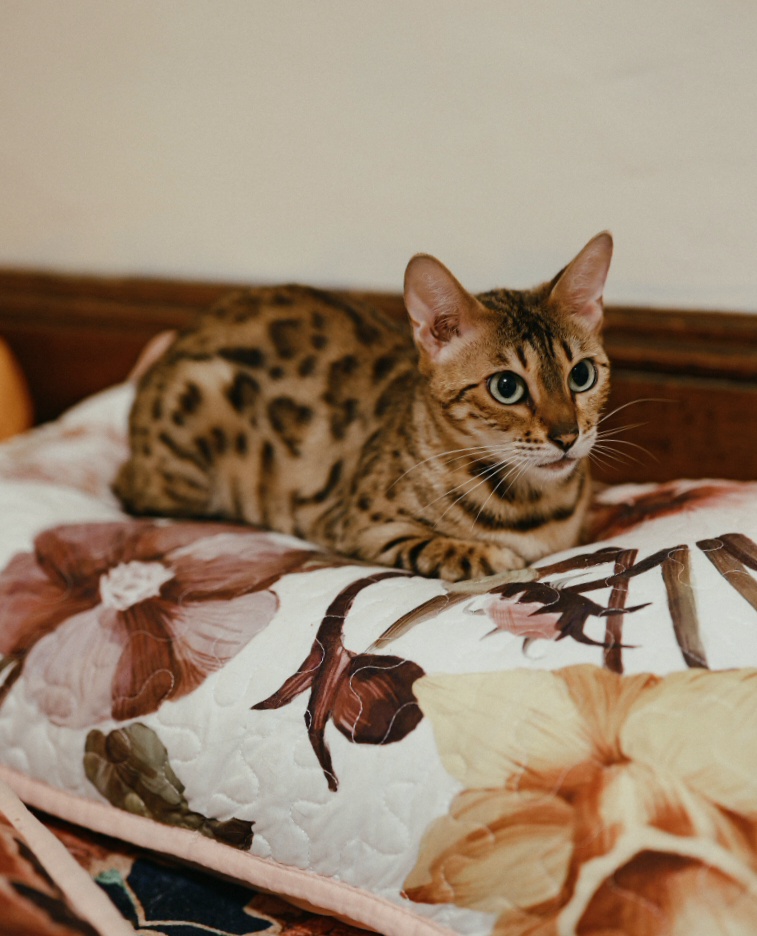 Sherry resting on a floral pillow