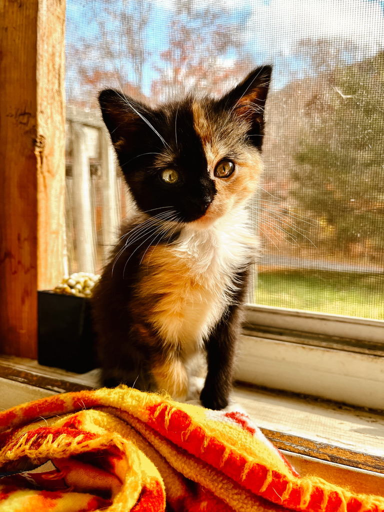 Willow as a tiny calico kitten sitting in a sunny window