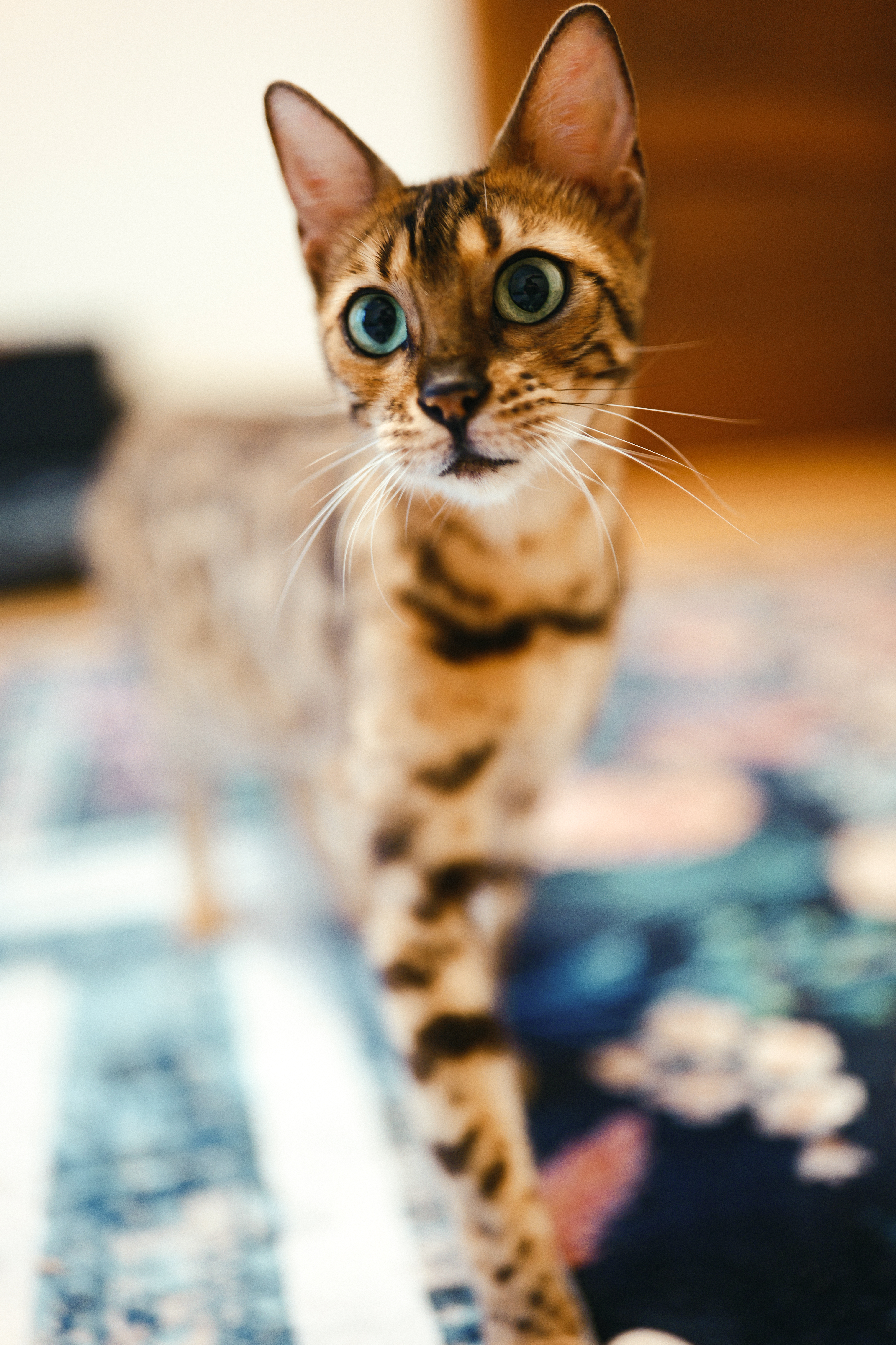 An expressive close portrait of a brown Bengal with green eyes