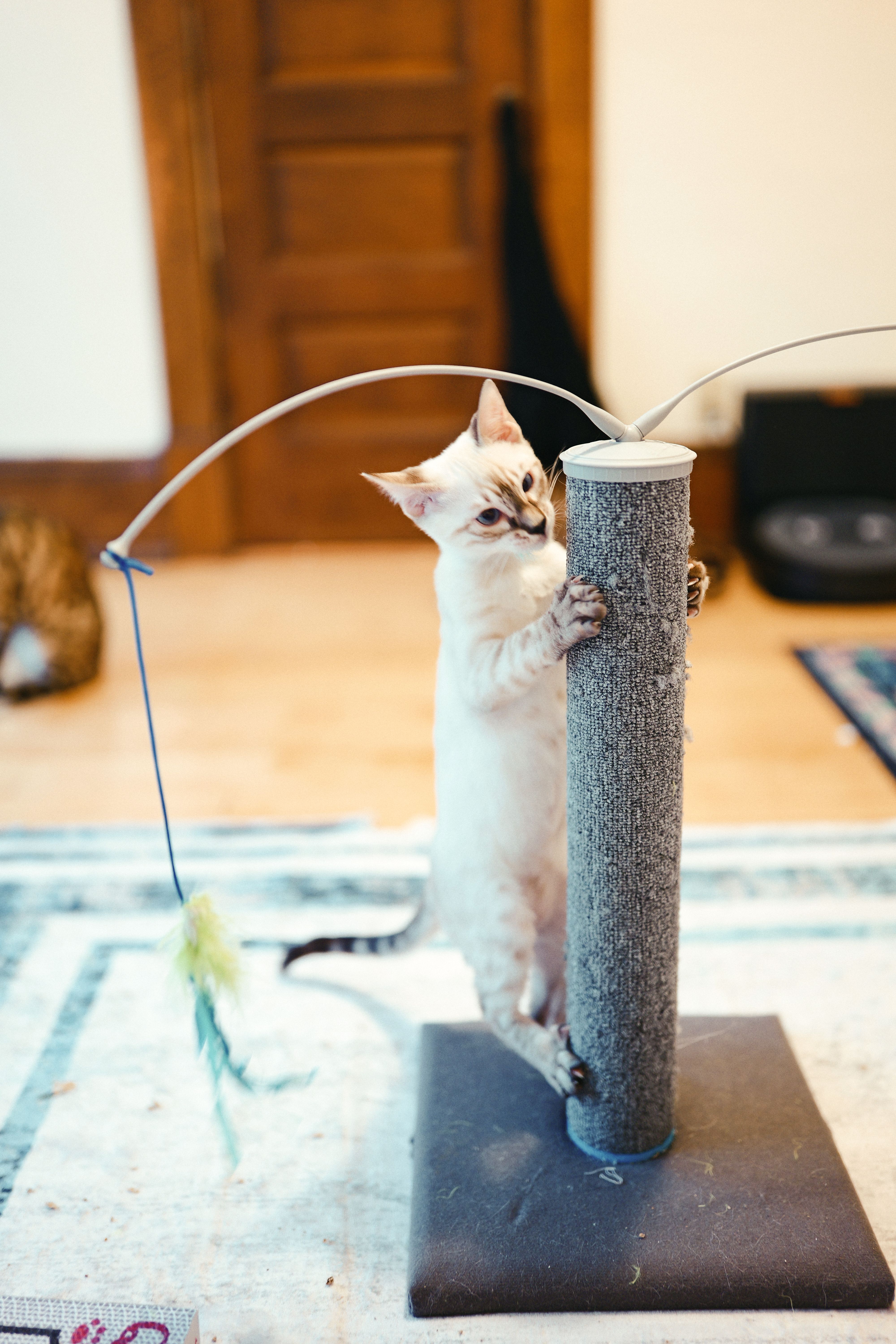 A young snow Bengal stretching up a scratching post beside a feather toy