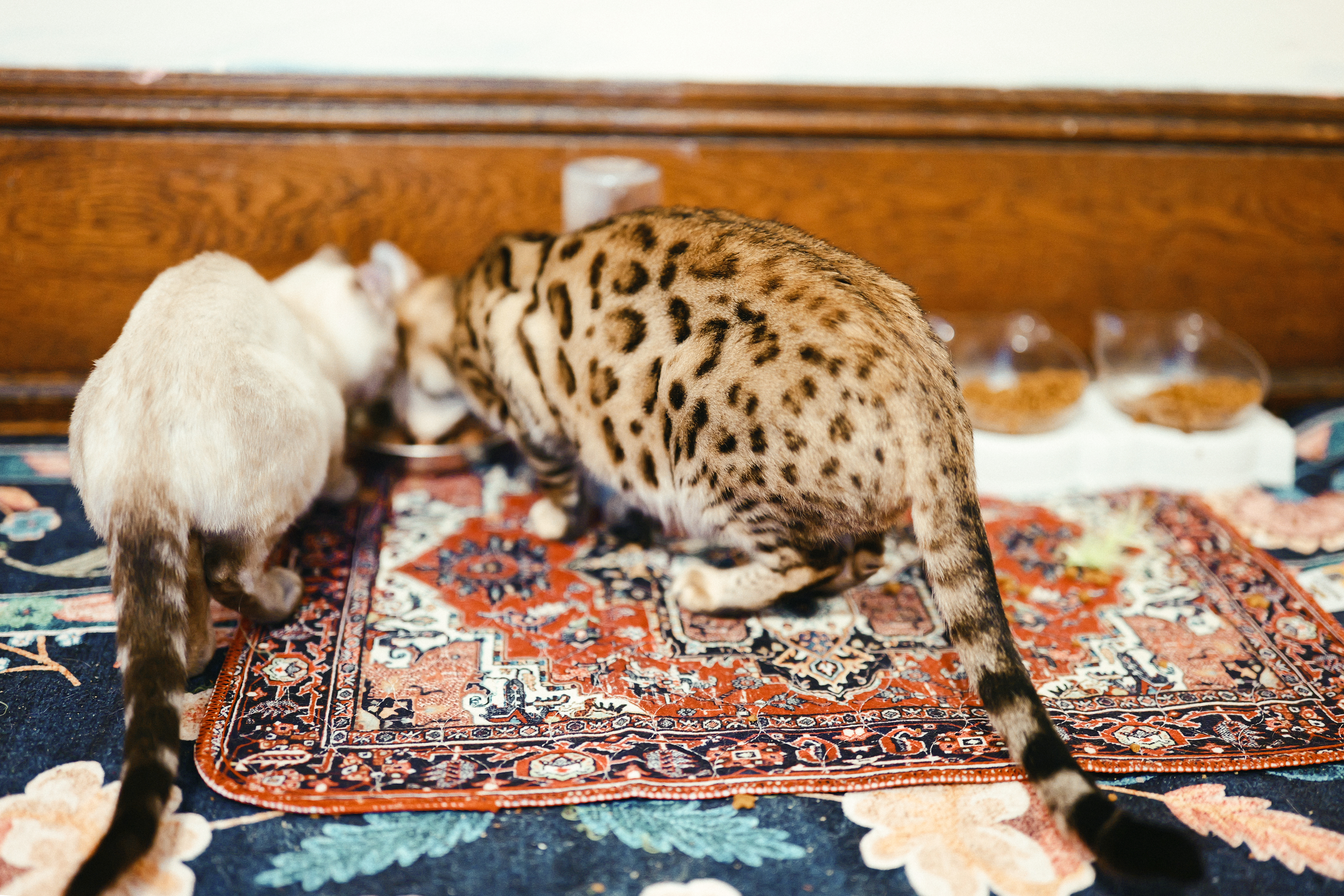 A brown Bengal and a snow Bengal eating side by side