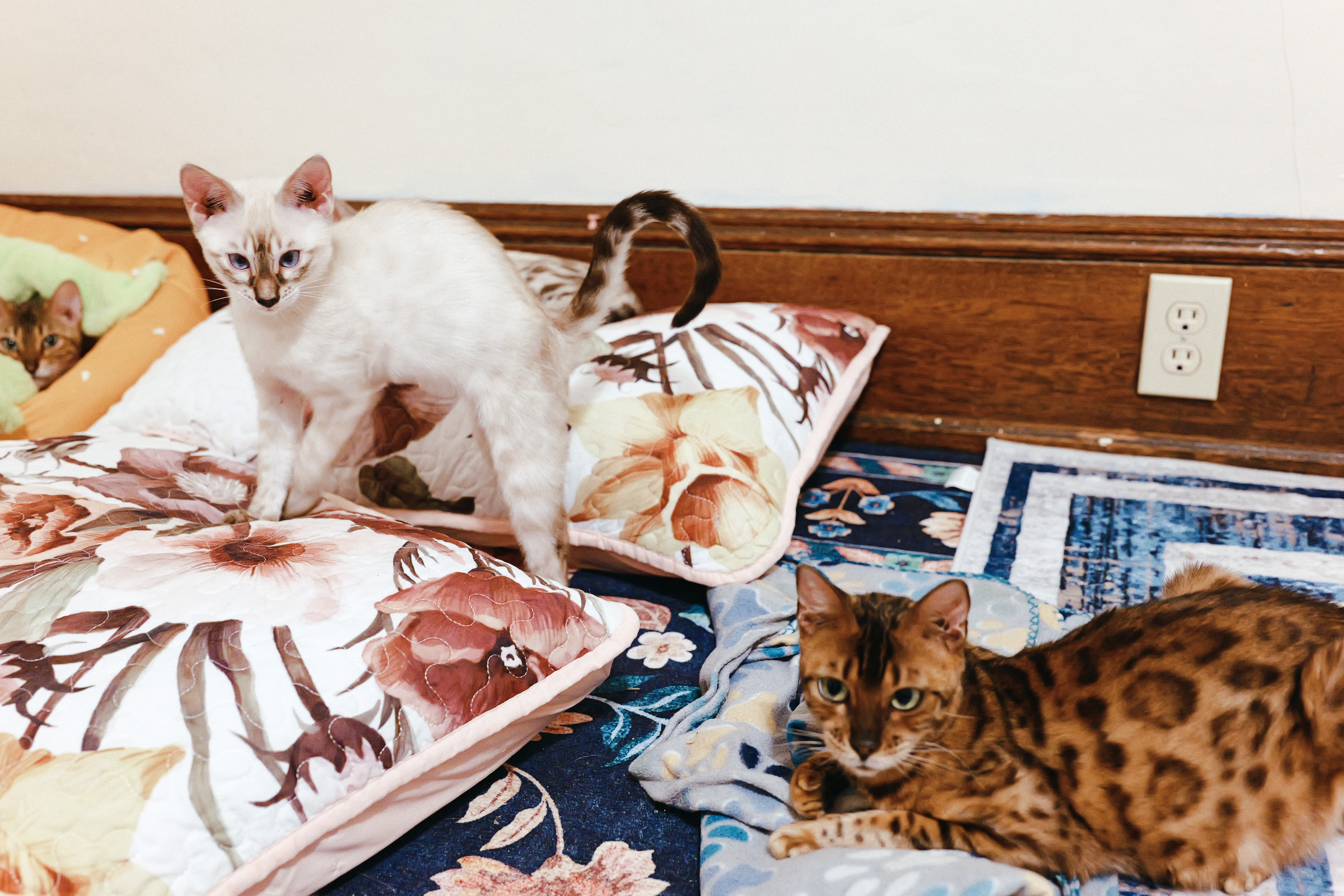 A snow Bengal and a brown Bengal sharing the family room