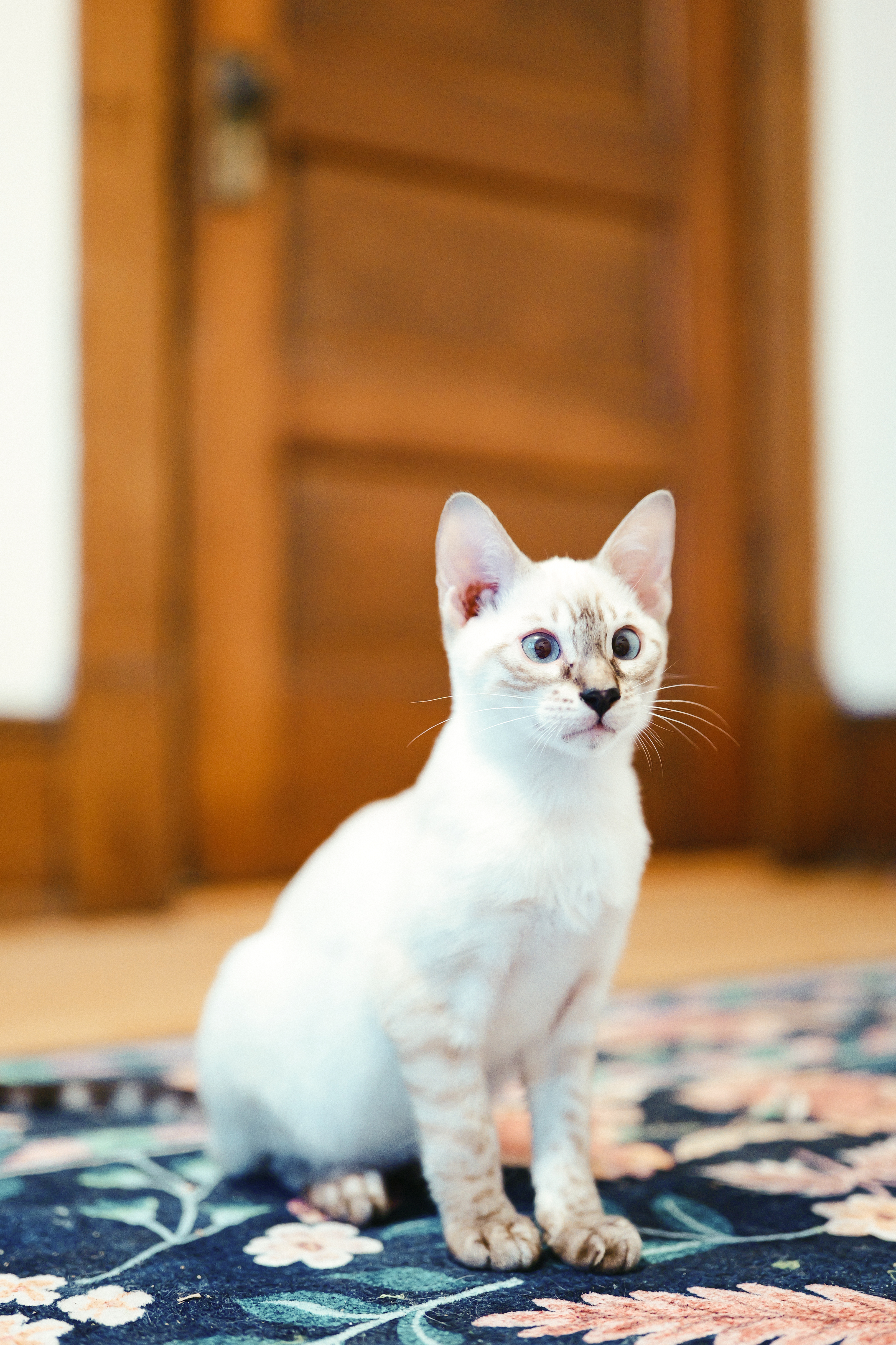 A young snow Bengal sitting attentively in front of a warm wooden door