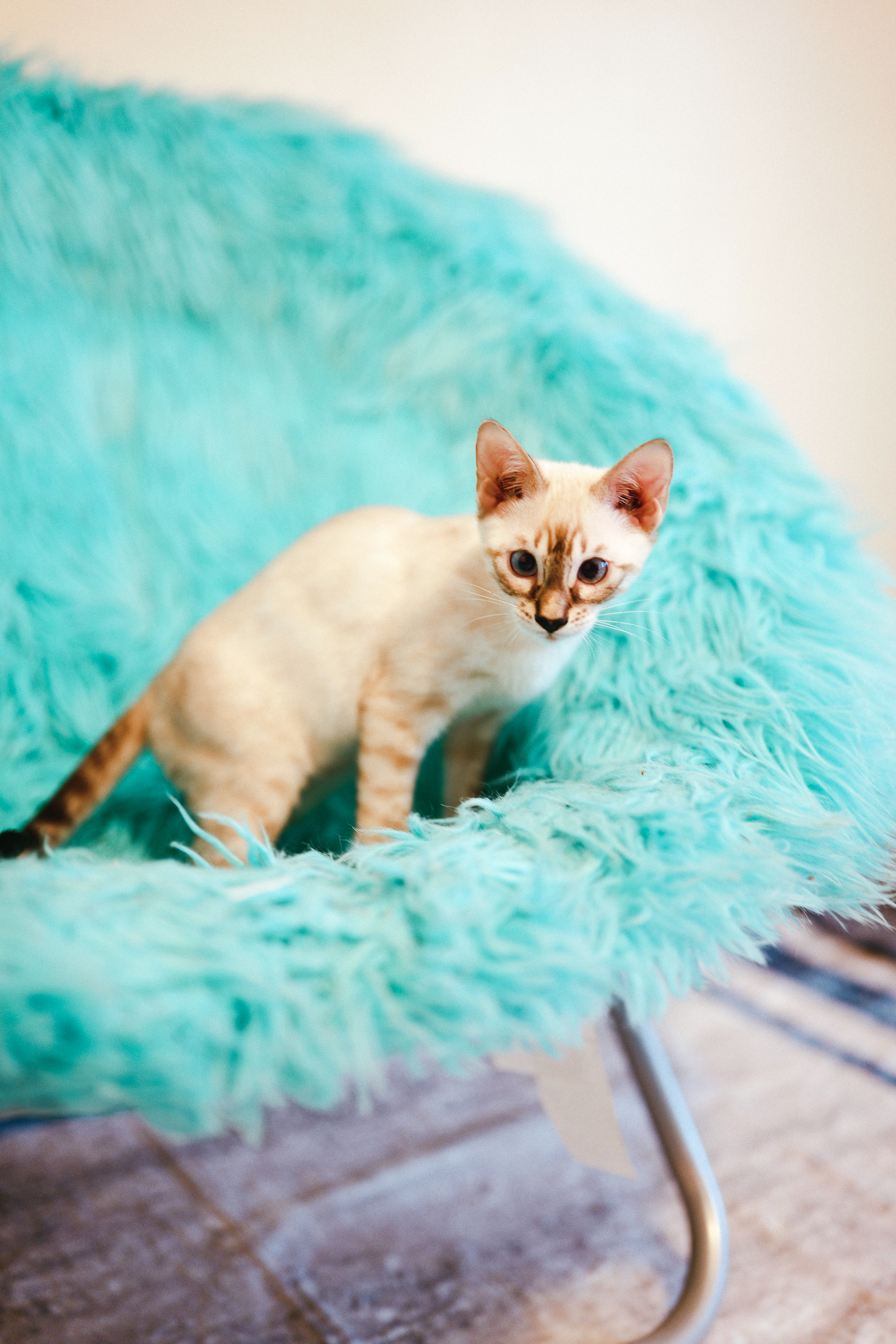 A young snow Bengal standing playfully on a turquoise chair
